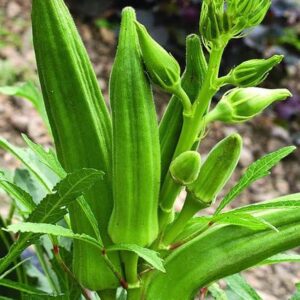 Ladyfinger