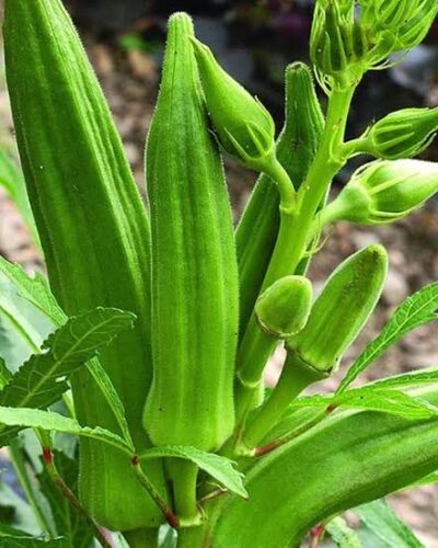Ladyfinger